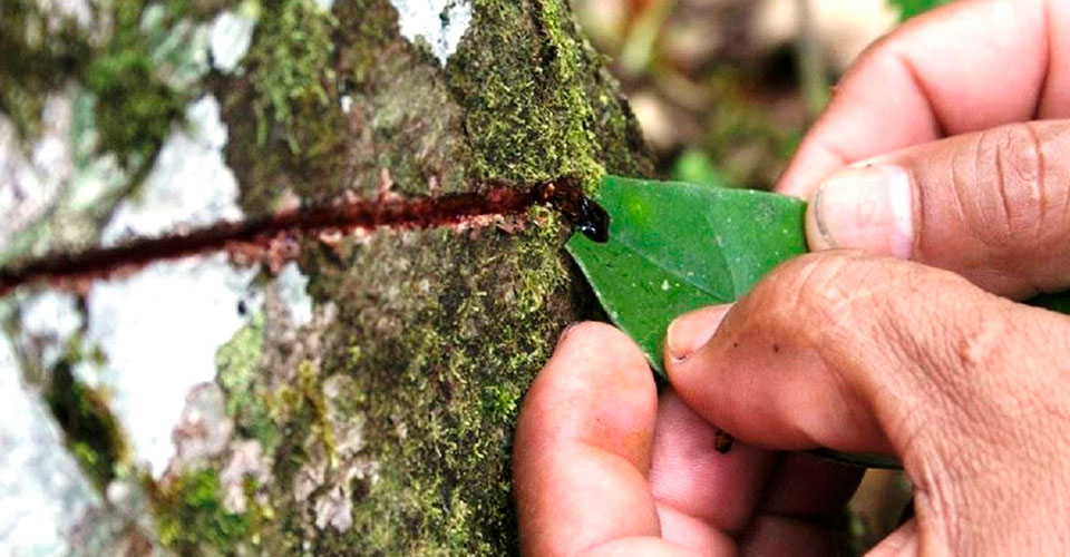 sangre de grado usos y beneficios